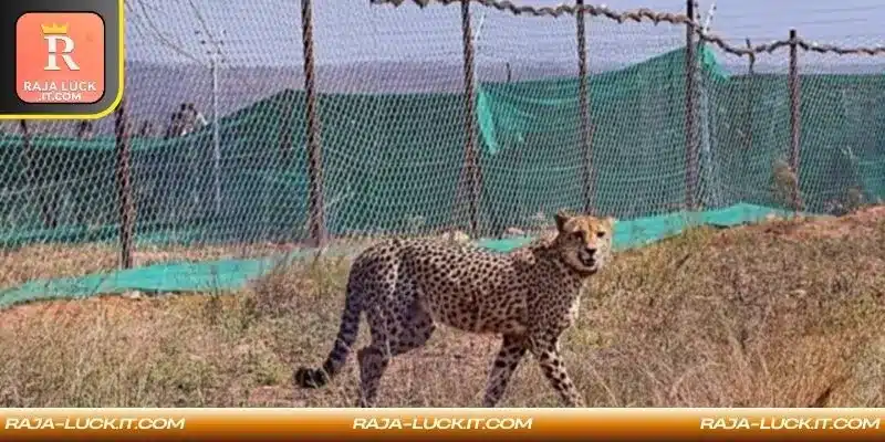 Economic investment driving long-term wildlife conservation management success